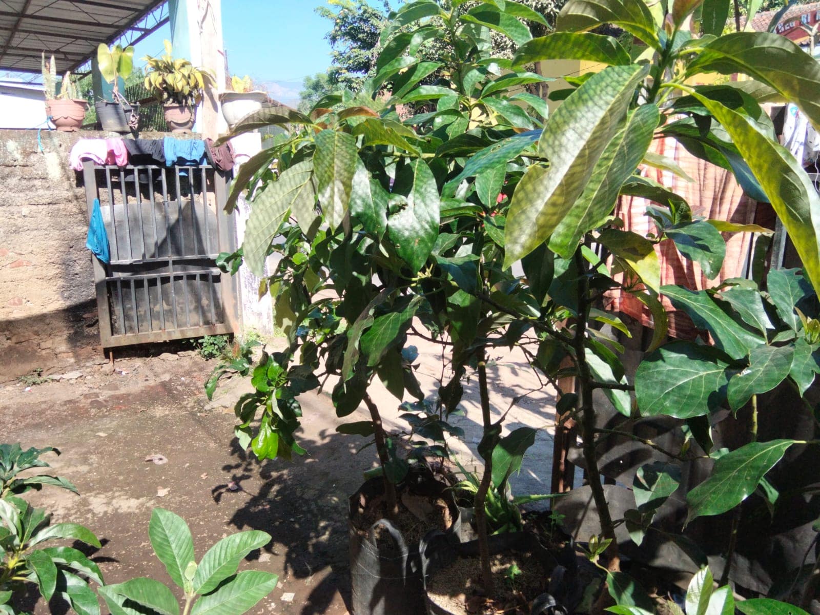 IMG-20260611-WA0043