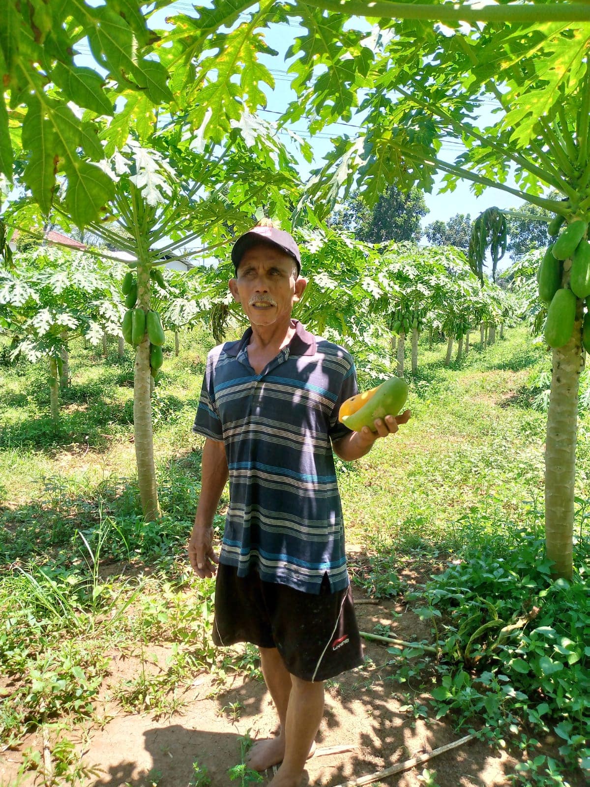 Iri Tarsudin membudidayakan buah pepaya di kebunnya Iri Tarsudin membudidayakan buah pepaya di kebunnya