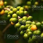 kopi kuning Garut, diklaim sebagai komoditi khas Garut terutama dari Kecamatan Cikajang (foto istock) kopi kuning Garut, diklaim sebagai komoditi khas Garut terutama dari Kecamatan Cikajang (foto istock)