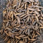 Budidaya maggot dan cara mengundang lalat BSF ke kandang (foto shutterstock) Budidaya maggot dan cara mengundang lalat BSF ke kandang (foto shutterstock)
