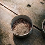 Budidaya maggot per 1 kg cukup murah (foto pexels) Budidaya maggot per 1 kg cukup murah (foto pexels)