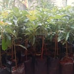 bibit alpukat berkualitas di Kios Khadizarah Bibit