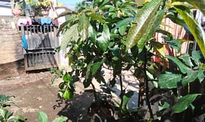 IMG-20260611-WA0043