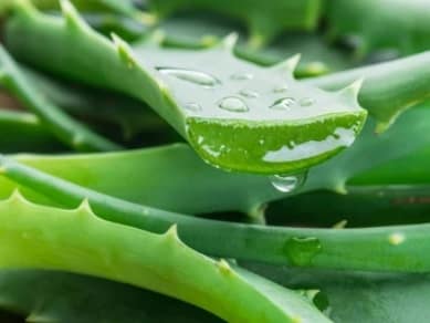 Lidah buaya mampu mengobati luka di lambug akibat maag (foto shutterstock) Lidah buaya mampu mengobati luka di lambug akibat maag (foto shutterstock)