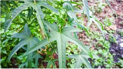 daun gedi bermanfaat untuk kesehatan tubuh (foto shutterstock)