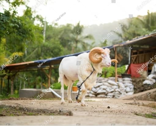 Domba Garut merupakan salah satu ikon bagi Kabupaten Garut, Jawa Barat. Domba Garut adalah persilangan segitiga jenis domba (foto shutterstock) Domba Garut merupakan salah satu ikon bagi Kabupaten Garut, Jawa Barat. Domba Garut adalah persilangan segitiga jenis domba (foto shutterstock)