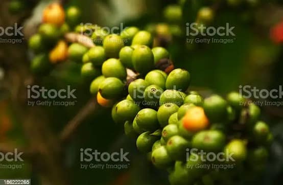 kopi kuning Garut, diklaim sebagai komoditi khas Garut terutama dari Kecamatan Cikajang (foto istock) kopi kuning Garut, diklaim sebagai komoditi khas Garut terutama dari Kecamatan Cikajang (foto istock)