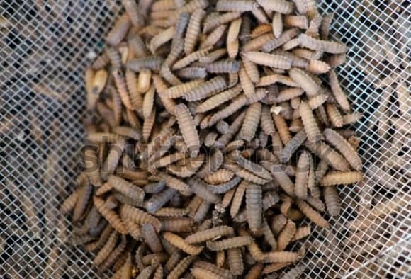 Budidaya maggot dan cara mengundang lalat BSF ke kandang (foto shutterstock) Budidaya maggot dan cara mengundang lalat BSF ke kandang (foto shutterstock)