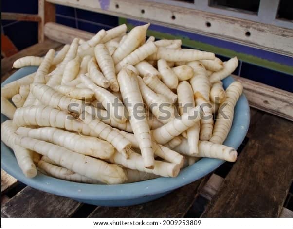 Umbi Garut memiliki manfaat yang besar. Umbi Garut juga berpotensi menggantikan tepung terigu karena mengandung karbohidrat yang tinggi (foto shutterstock)